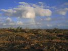 Pu'u Loa Petroglyphs Trail